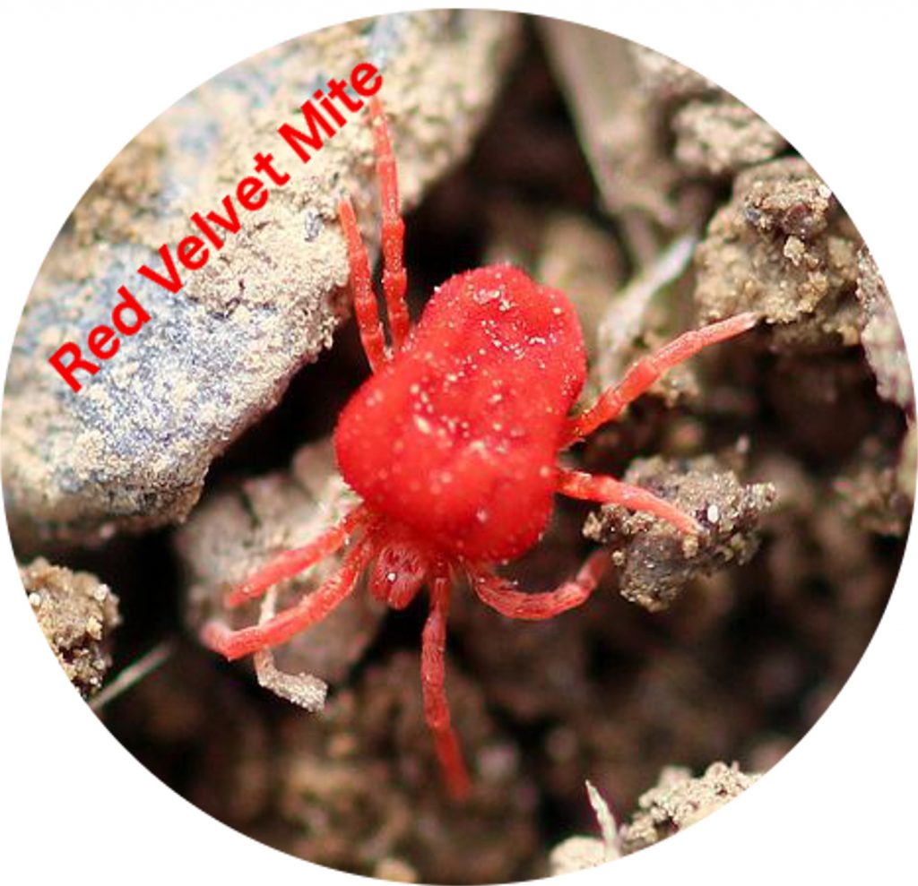 types of mites