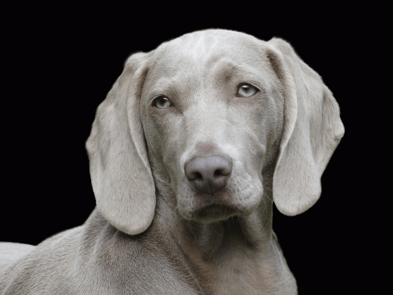 mites on dogs