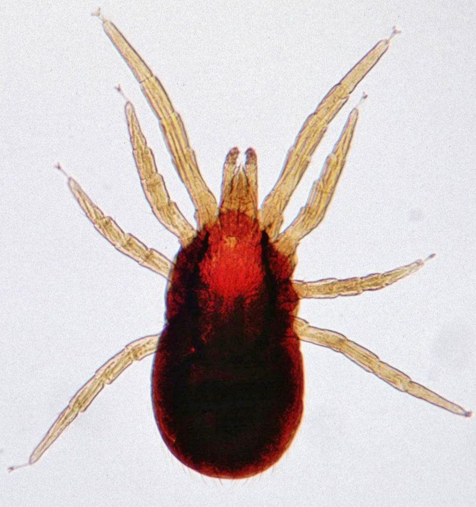 chicken mites on humans