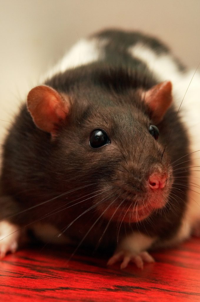 house mouse mites