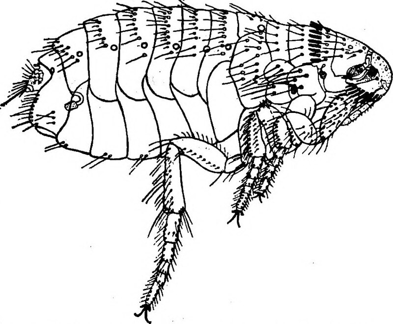 flea treatment for humans hair