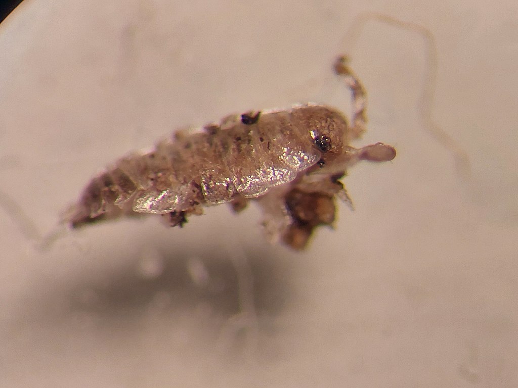 flea treatment for humans hair