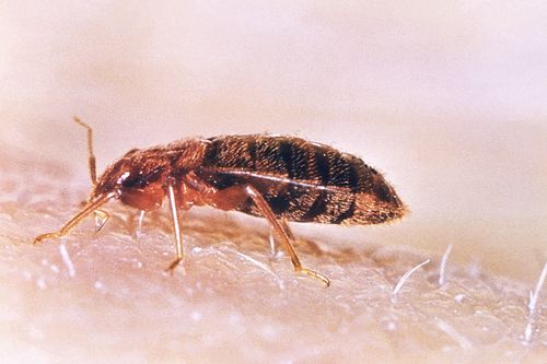 how to get rid of springtails