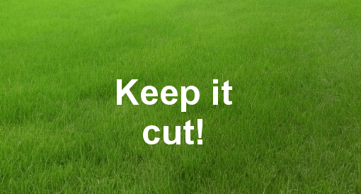 how to rid chiggers from your yard