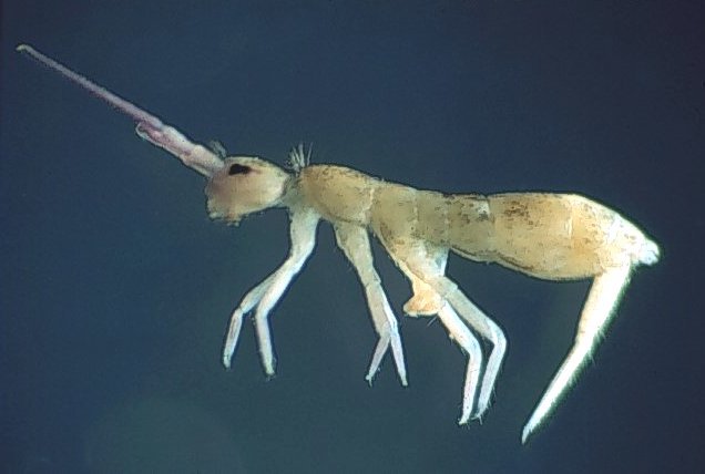 springtails in bed