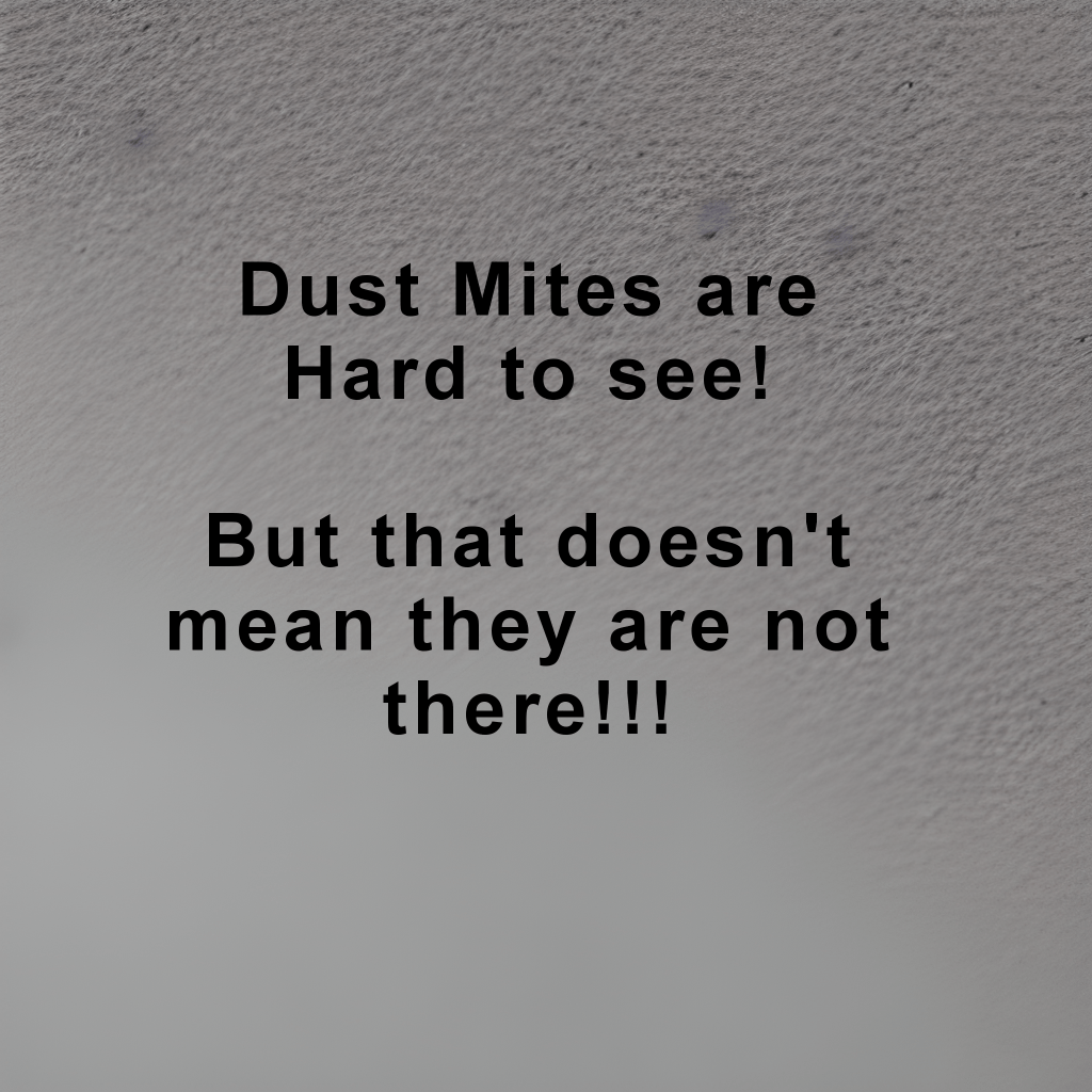 get rid of dust mites