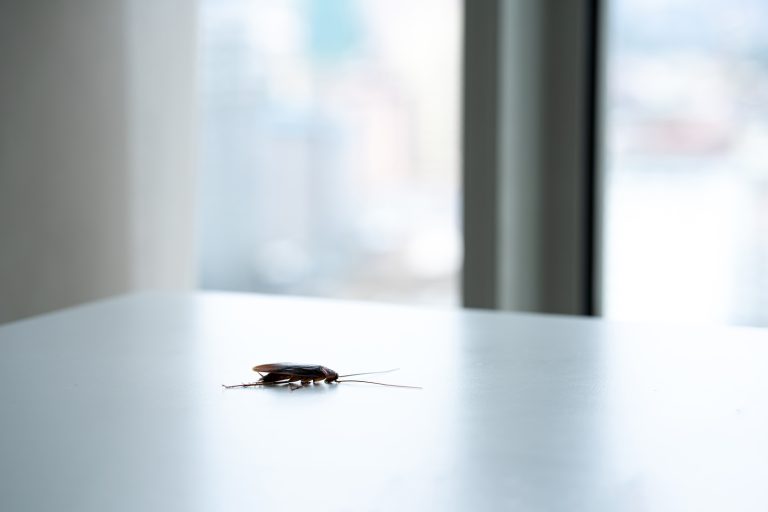 giant flying cockroaches