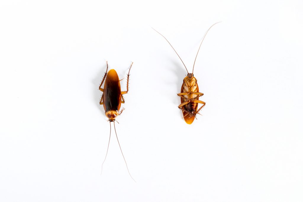 giant flying cockroaches