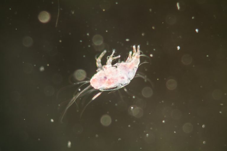 mold mites