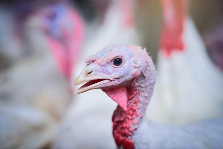 treatment for turkey mites