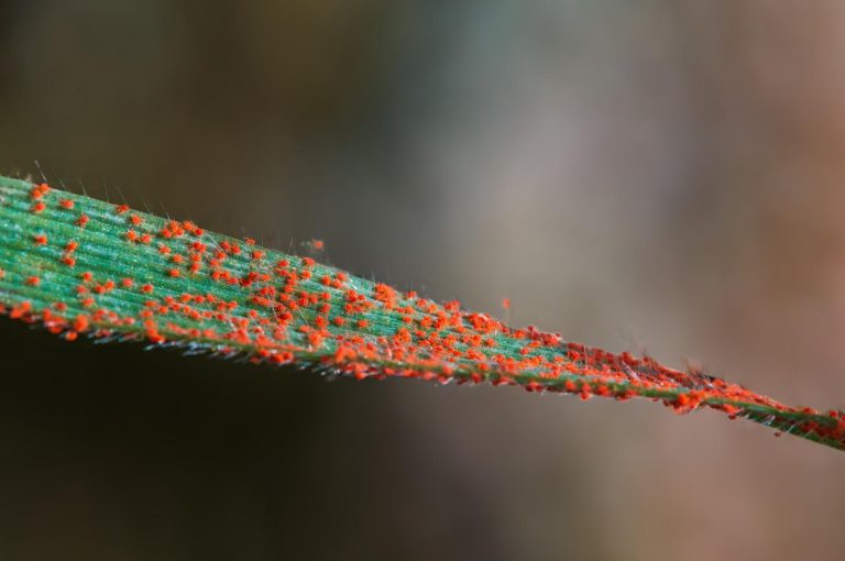 tiny red bugs