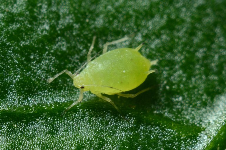 Mite Infestation in Humans