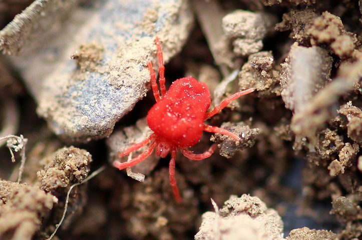 red mite infestation